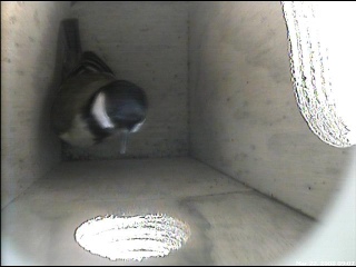 Great Tit Checks out the box