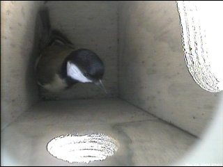 Great Tit Checks out the box