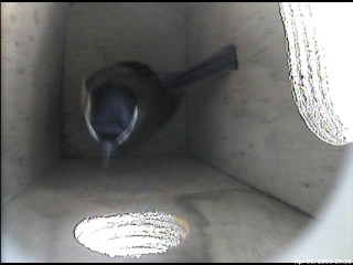 Great Tit Checks prolonged inspection