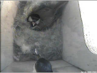 Male popping his head in